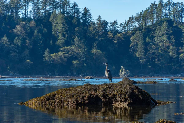 Ozette Wygląd Szlak Waszyngtonie Pacific Northwest Olympic National Park — Zdjęcie stockowe