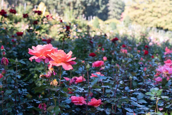 Çok Büyük Rose Garden Portland Oregon — Stok fotoğraf