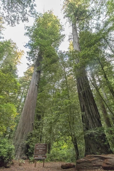 Redwood National State Park Outubro Norte Califórnia — Fotografia de Stock