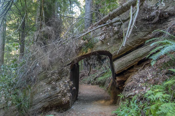 Redwood National State Park Outubro Norte Califórnia — Fotografia de Stock