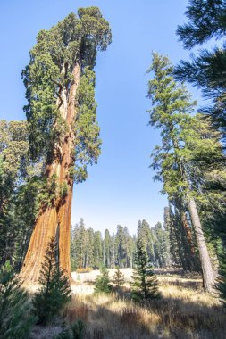 Kasım ayında Kaliforniya ABD Orta Sequioa Milli Parkı