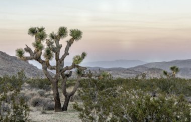 Joshua Tree National Park Güney Doğu California Kasım
