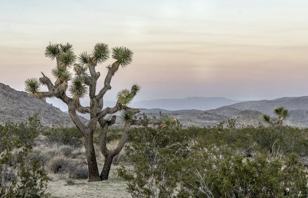 Joshua Tree National Park Güney Doğu California Kasım
