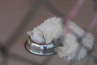 Van Kedileri Doğu Türkiye'de