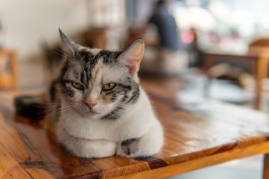 Kediler Kuzey Tayland 'da bir kedi kafesinde rahatlar, Chiang Rai.