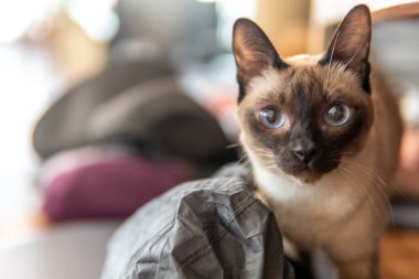 Kediler Kuzey Tayland 'da bir kedi kafesinde rahatlar, Chiang Rai.