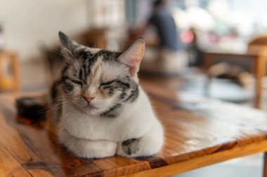 Kediler Kuzey Tayland 'da bir kedi kafesinde rahatlar, Chiang Rai.