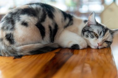 Kediler Kuzey Tayland 'da bir kedi kafesinde rahatlar, Chiang Rai.