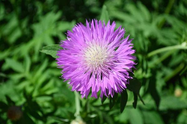 Violette Blume Auf Grünem Sommerhintergrund — Stockfoto