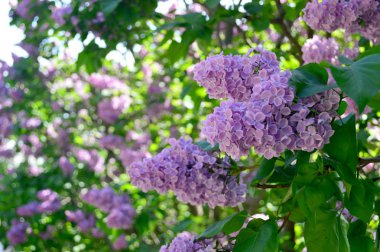 pembe Lila bahçede çiçek açan yeşil yaprakları ile