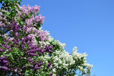 mavi gökyüzüne karşı bahçede pembe ve beyaz leylak çiçek