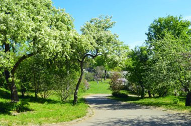 Çiçek bahçe yeşil çim ve mavi gökyüzü ile