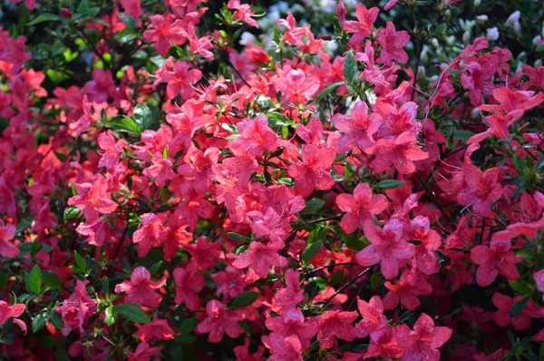 Blommande Rosa Blommor Med Gröna Blad — Stockfoto