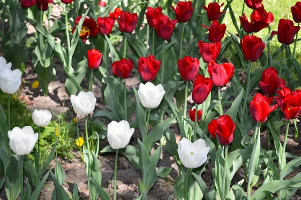 red and white tulips on green grass