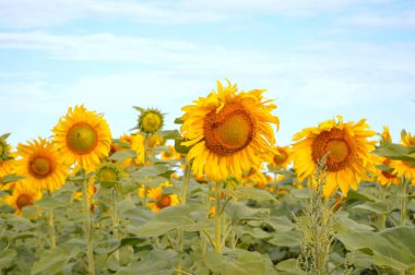 Mavi gökyüzü ayçiçeği tarlası