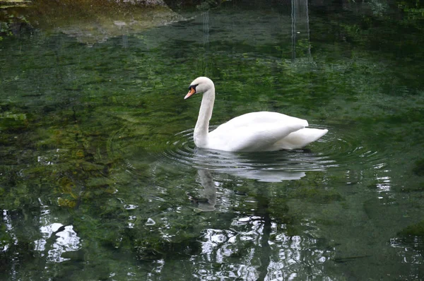 White swan on a winter lake — Stock Photo, Image