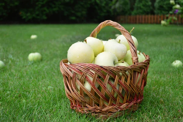 Dojrzałe Jabłka Wiklinowym Koszu Zielonej Trawie Lecie — Zdjęcie stockowe
