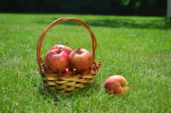 Pečená Jablka Proutěném Koši Zelené Trávě Létě — Stock fotografie