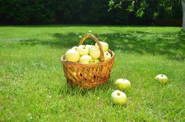 Pommes Mûres Dans Panier Osier Sur Herbe Verte Été — Photo