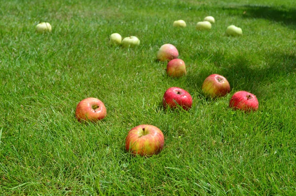 夏の緑の芝生に赤と緑の香り 熟したリンゴ — ストック写真