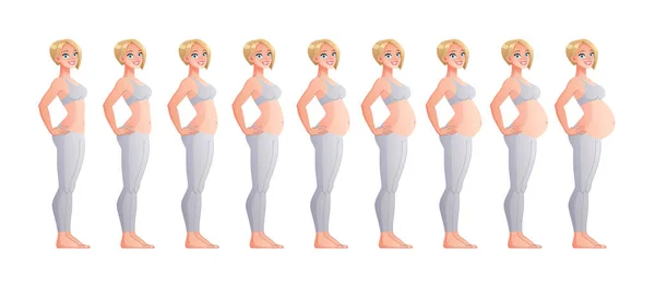 Этапы беременности ежемесячно. Изолированная векторная иллюстрация . — стоковый вектор