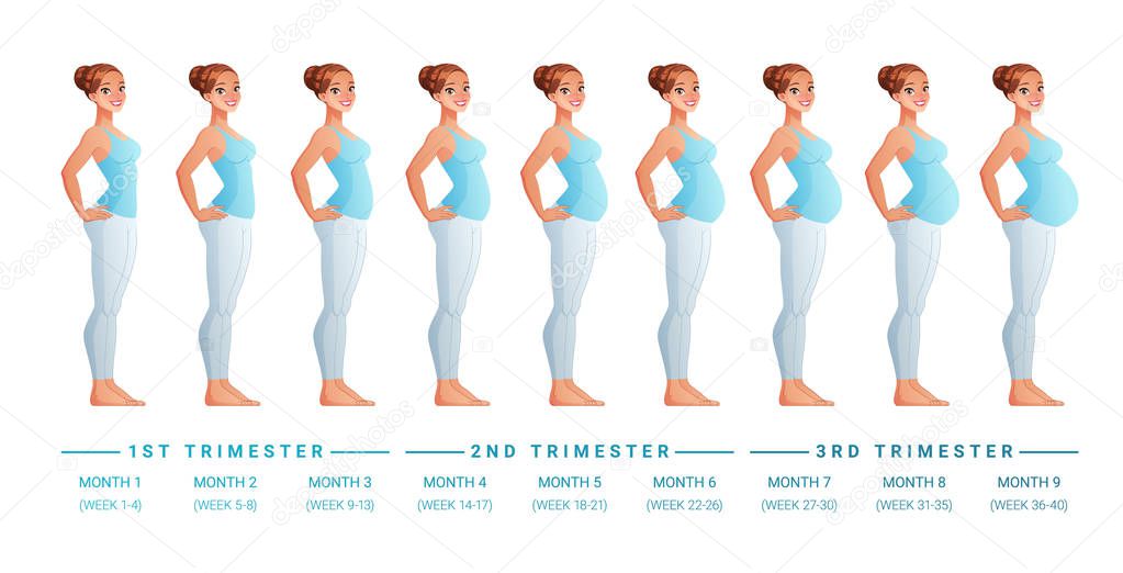 Stages of pregnancy month by month. Isolated vector illustration.