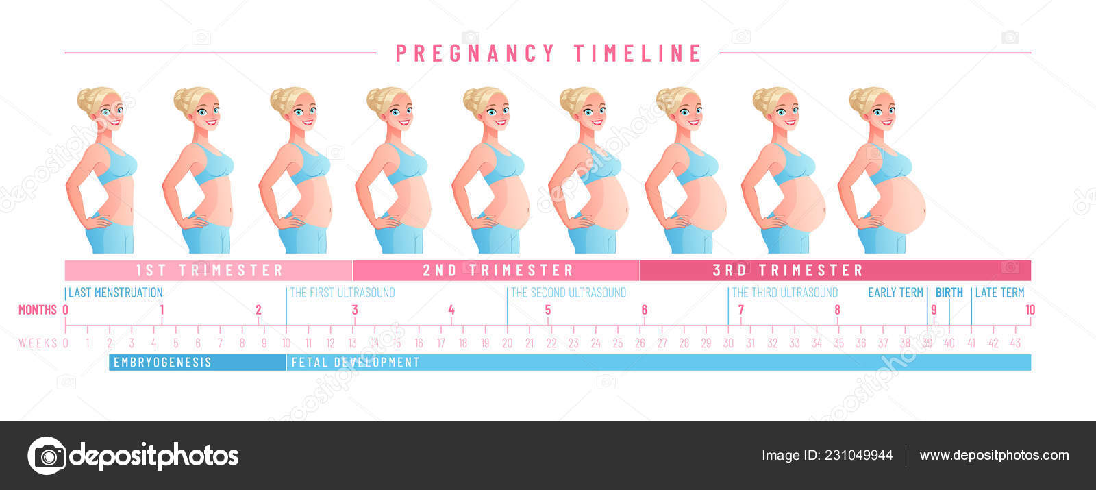 Pregnancy Timeline Chart