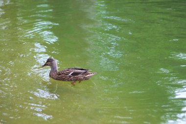 Ördek gölde yüzüyor.