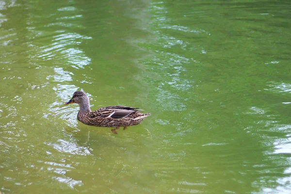 Ördek gölde yüzüyor.