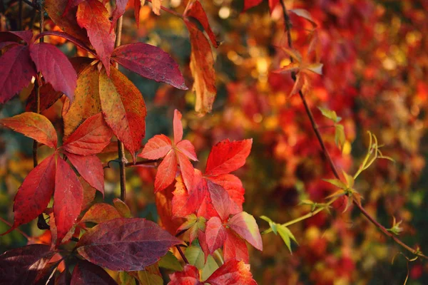Duvardaki sonbahar Ivy