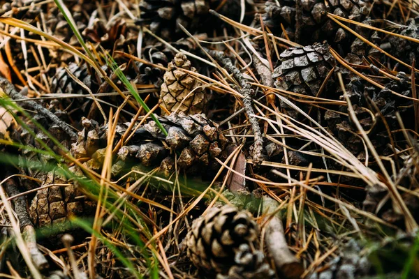 Brown pine cones in the forest, texture, background
