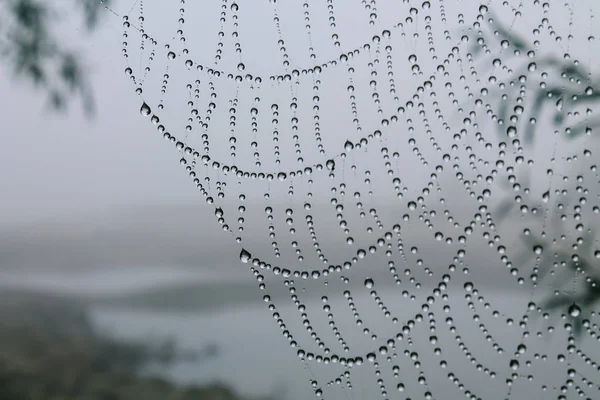 Web with drops on the river bank