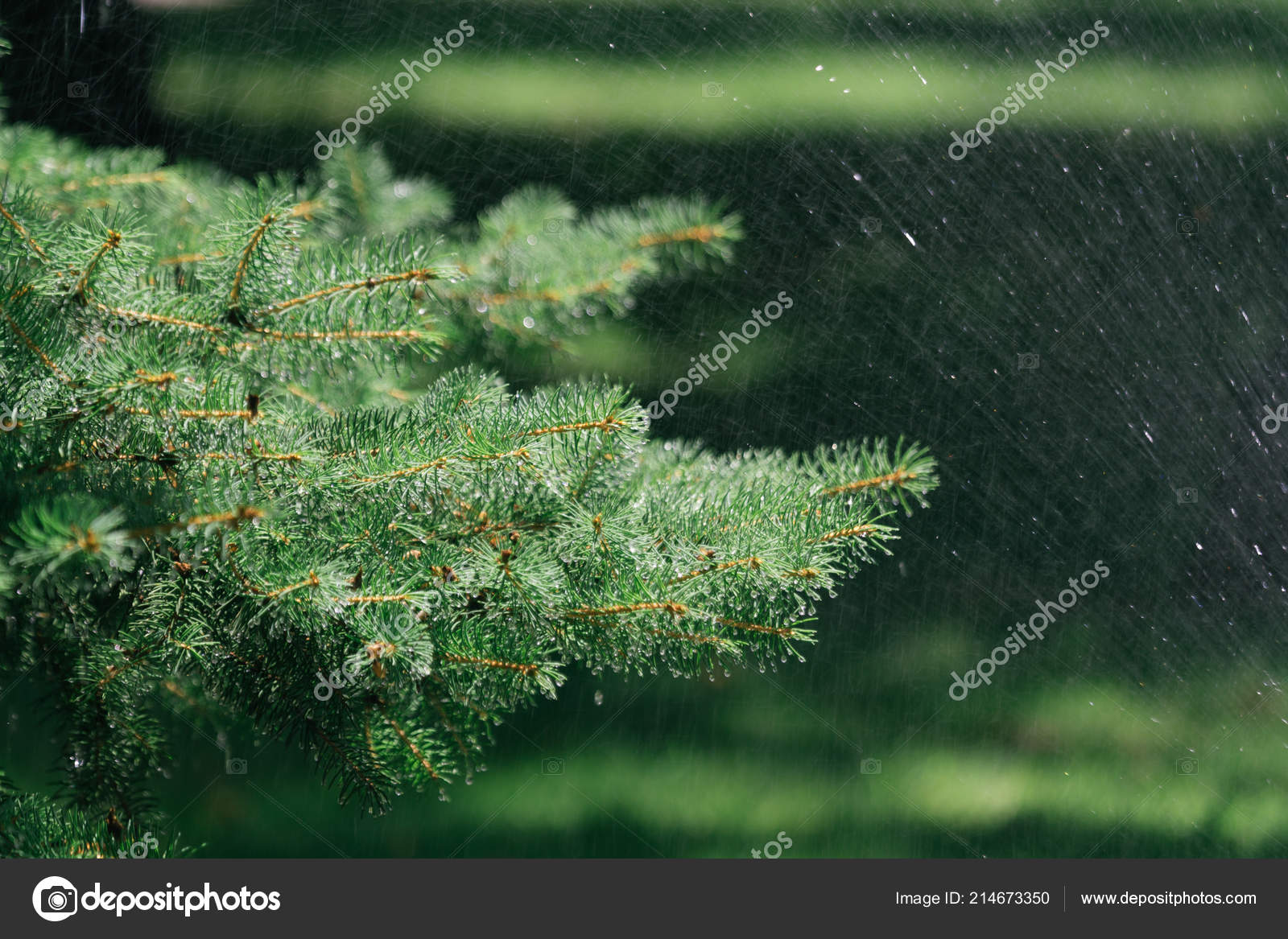 Splashes Water Flow Fir Tree Gardens Stock Photo C Rich Naz Bk