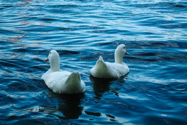 White ducks swimming in a clean lake