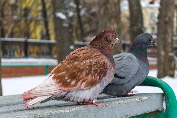 In winter, two pigeons of different colors are sitting on a gray bench