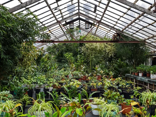 Greenhouse with a large amount of colors and plants. The greenhouse with houseplants — Stock Image Greenhouse with a large amount of colors and plants. The greenhouse with houseplants Royalty Free Stock Images