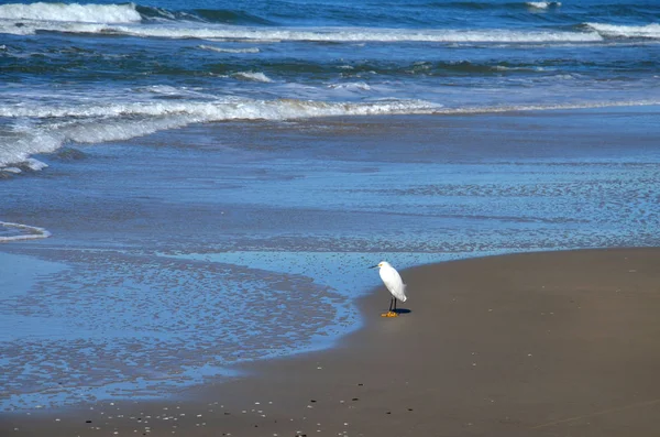 Atlantik Okyanusu, Rio Grande do Sul, Brezilya