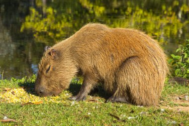 Capibara Hydrochaeris hydrochaeris üzerinde Hacienda'nın, Igrejinha, Rio grando yapmak Sul, Brezilya