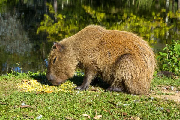 Capybara Hydrochaeris Hydrochaeris Hacienda Igrejinha Ріо Грандо Робити Сул Бразилія — стокове фото
