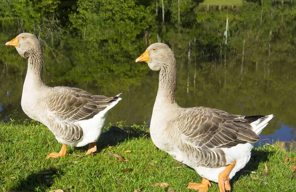 Gänse Auf Der Hacienda Igrejinha Rio Grande Sul Brasilien — Stockfoto