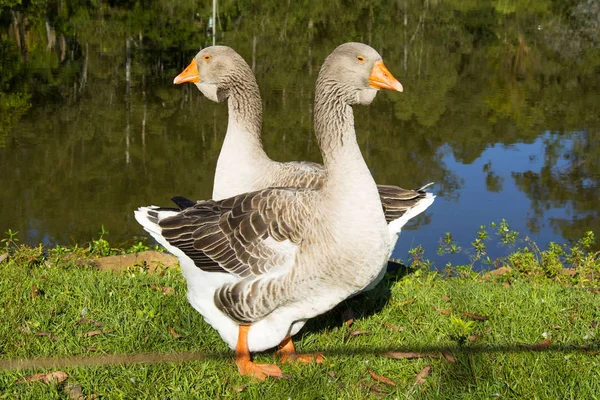 Gänse Auf Der Hacienda Igrejinha Rio Grande Sul Brasilien — Stockfoto