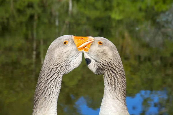 Gänse Auf Der Hacienda Igrejinha Rio Grande Sul Brasilien — Stockfoto