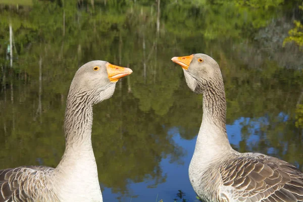 Gänse Auf Der Hacienda Igrejinha Rio Grande Sul Brasilien — Stockfoto