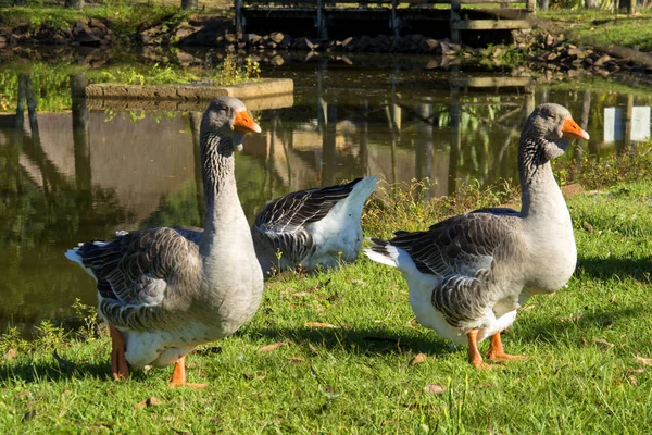 Gänse Auf Der Hacienda Igrejinha Rio Grande Sul Brasilien — Stockfoto