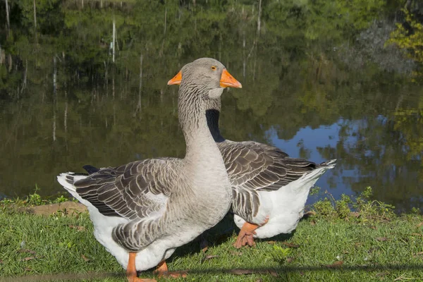 Gänse Auf Der Hacienda Igrejinha Rio Grande Sul Brasilien — Stockfoto