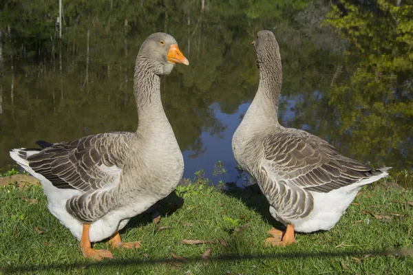 Gänse Auf Der Hacienda Rio Grande Sul Brasilien — Stockfoto