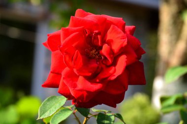 Bahçedeki güzel kırmızı gül
