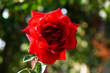 Bahçedeki güzel kırmızı gül