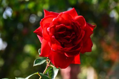 Bahçedeki güzel kırmızı gül