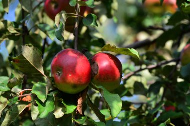 kırmızı elma bahçesinde, Beyaz Rusya